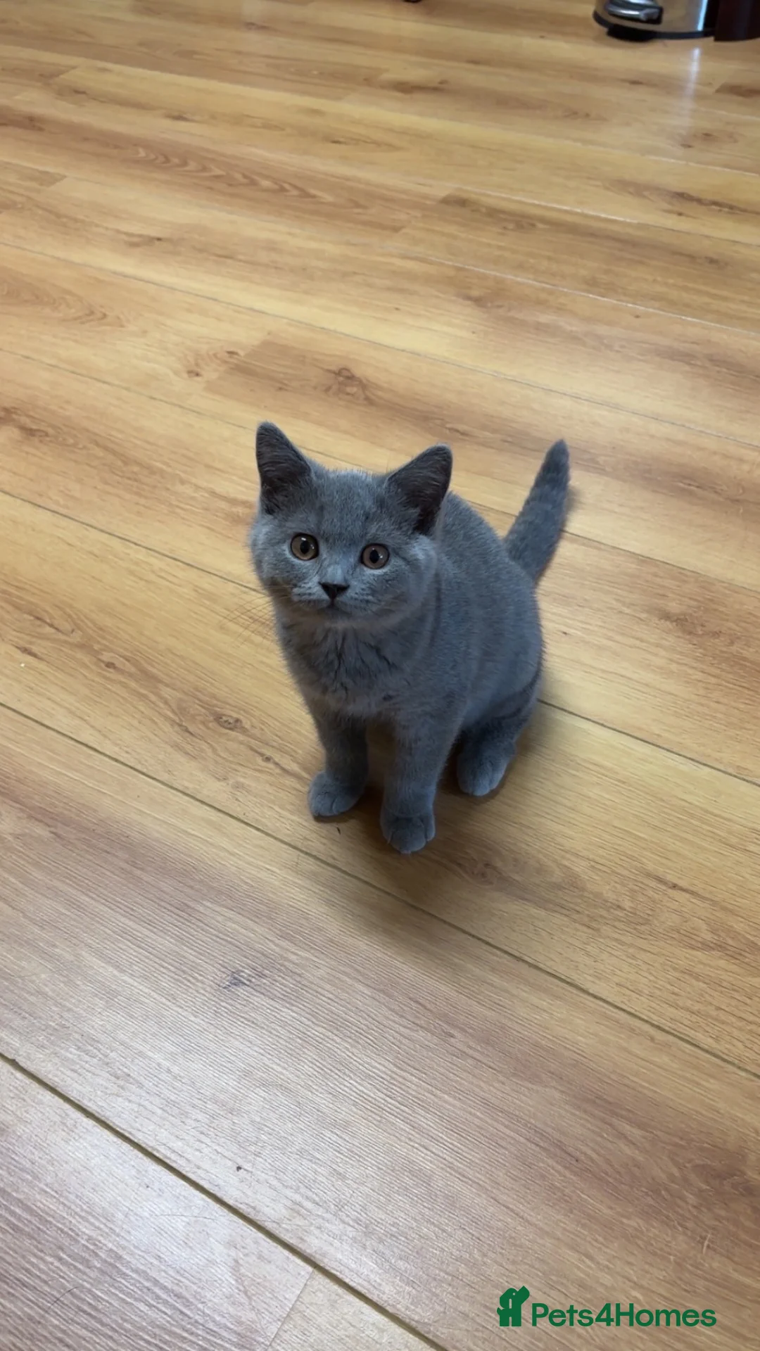 British Shorthair cats for sale: GCCF registered Blue BSH - Advert 5