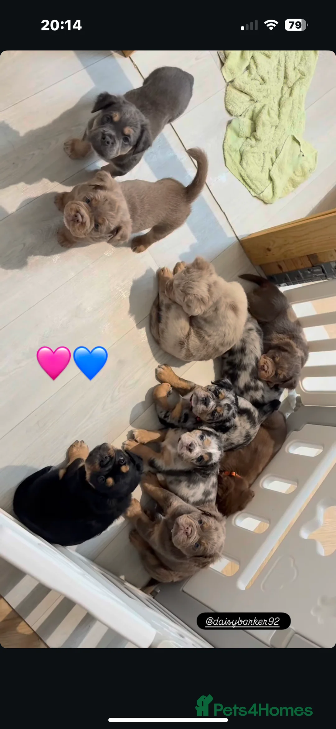 Olde English Bulldogge dogs for sale: Rare fluffy olde English bulldogge  - Advert 2