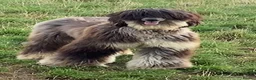 Afghan Hound dogs for sale: Beautiful Afghan hound female  - Advert 3