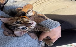 Bengal cats for sale: 💕 Adorable Rosetted bengal Kittens 💕 - Advert 5