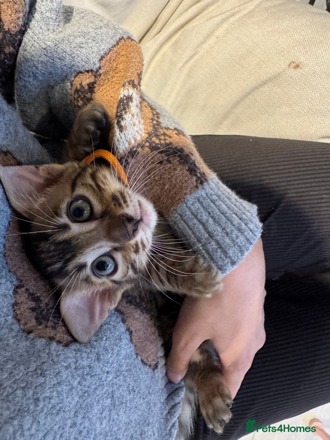 Bengal cats for sale: 💕 Adorable Rosetted bengal Kittens 💕 - Advert 5