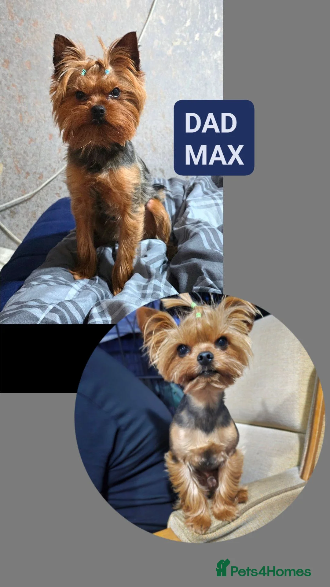 Yorkshire Terrier dogs for sale: Beautiful Yorkshire Terrier Puppies ❤️ - Advert 8