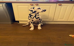 Dalmatian dogs for sale: Top quality show type Dalmatian pups 🐶  - Image 5