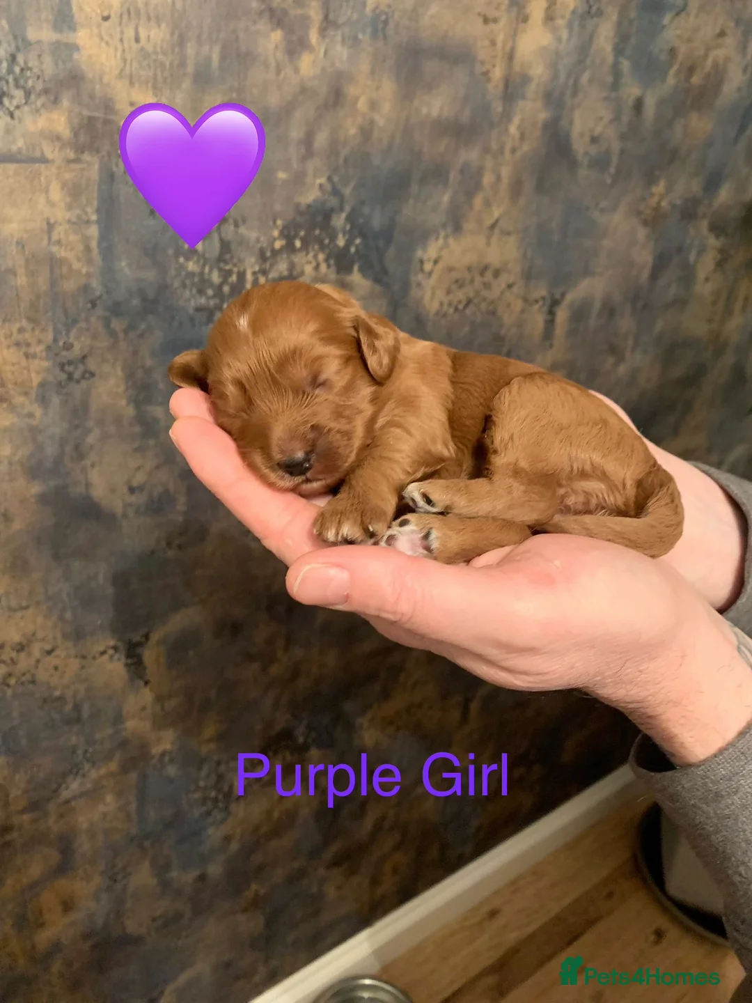 Cockapoo dogs for sale: 🐾Outstanding Health Checked Cockapoo puppies 🐶  - Advert 13