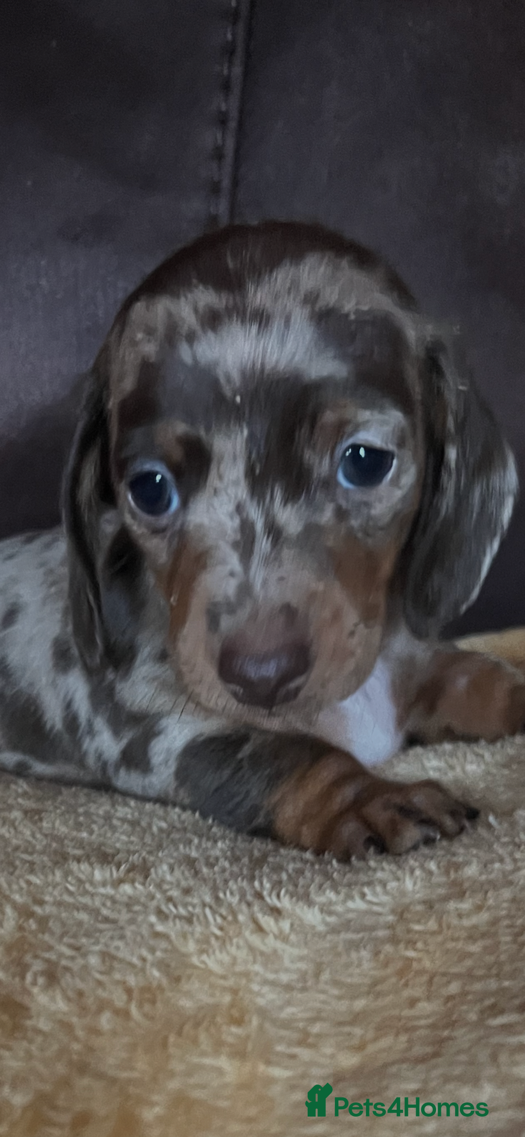 Miniature Dachshund dogs for sale: Miniature Dachshund  - Advert 36