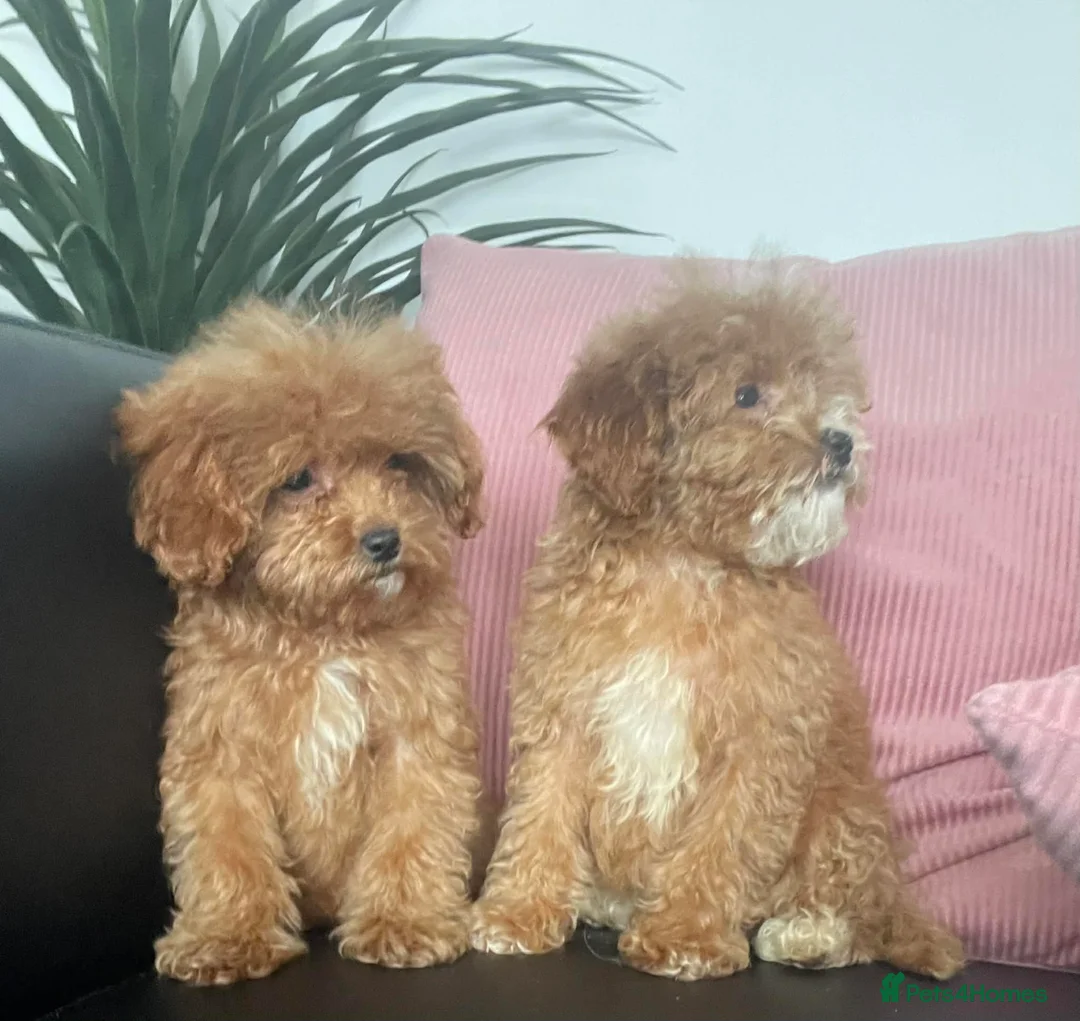 Cavapoo dogs for sale: Beautiful Cavapoo Puppies for Sale - Advert 5