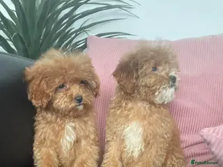 Cavapoo dogs Beautiful Cavapoo Puppies for Sale - Advert 3
