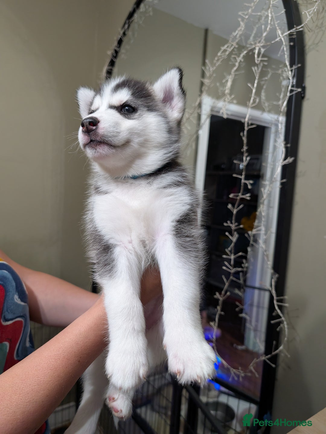 Siberian Husky dogs for sale: Stunning Siberian husky puppies - Image 26