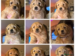 Goldendoodle dogs New pics added. F1 mini Goldendoodles - Advert 7