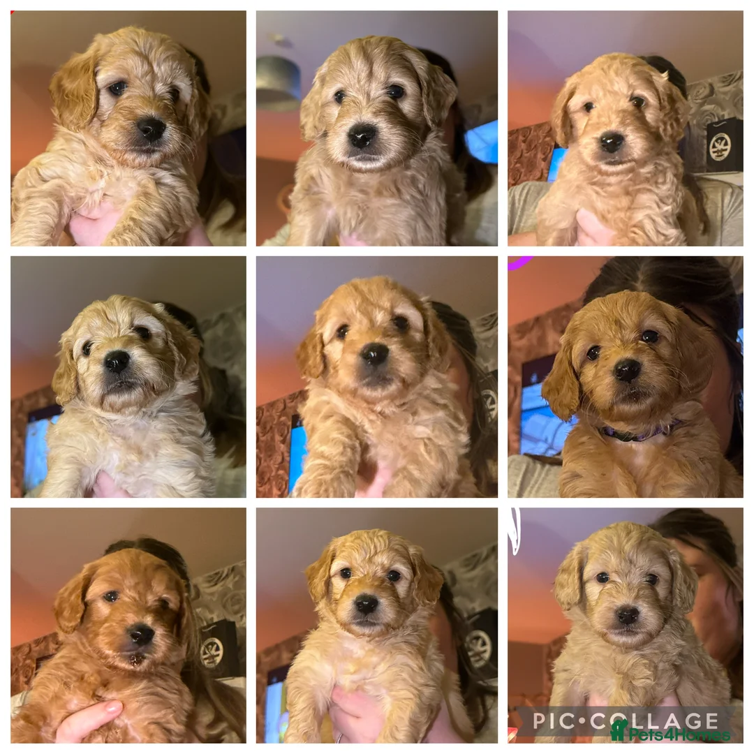 Goldendoodle dogs for sale: 2 girls left. F1 mini Goldendoodles - Advert 14