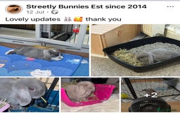 Mini Lop rabbits for sale: Mini lop Buck  - Image 7