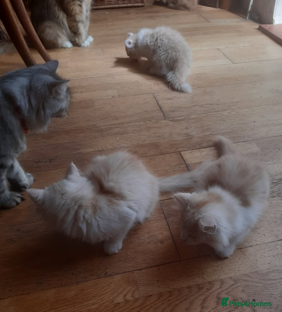 Siberian cats for sale: Three Beautiful Blond Siberian Kittens - Image 10