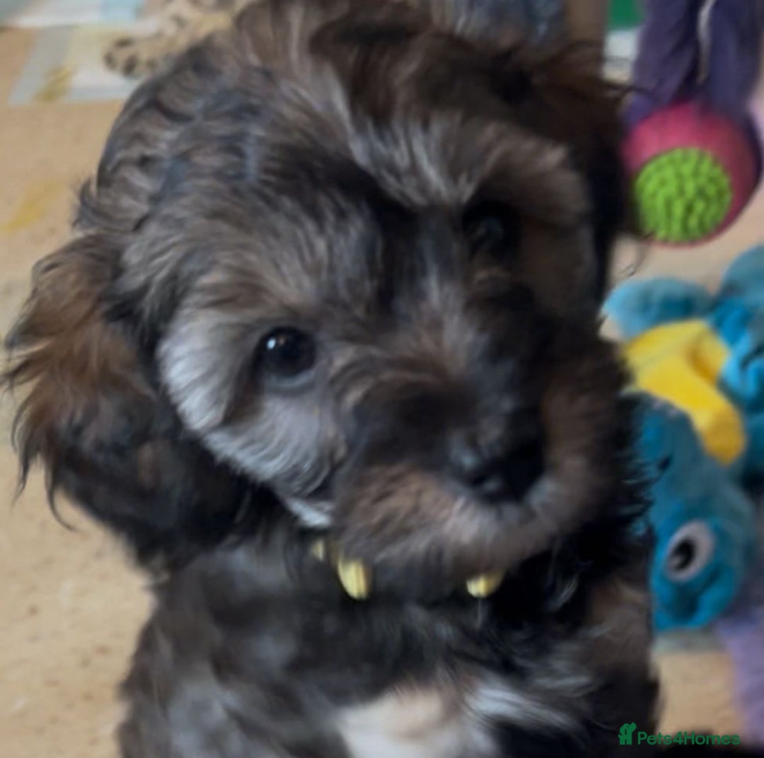 Mixed Breed dogs for sale: Tibetan x Toy Poodle - Image 6