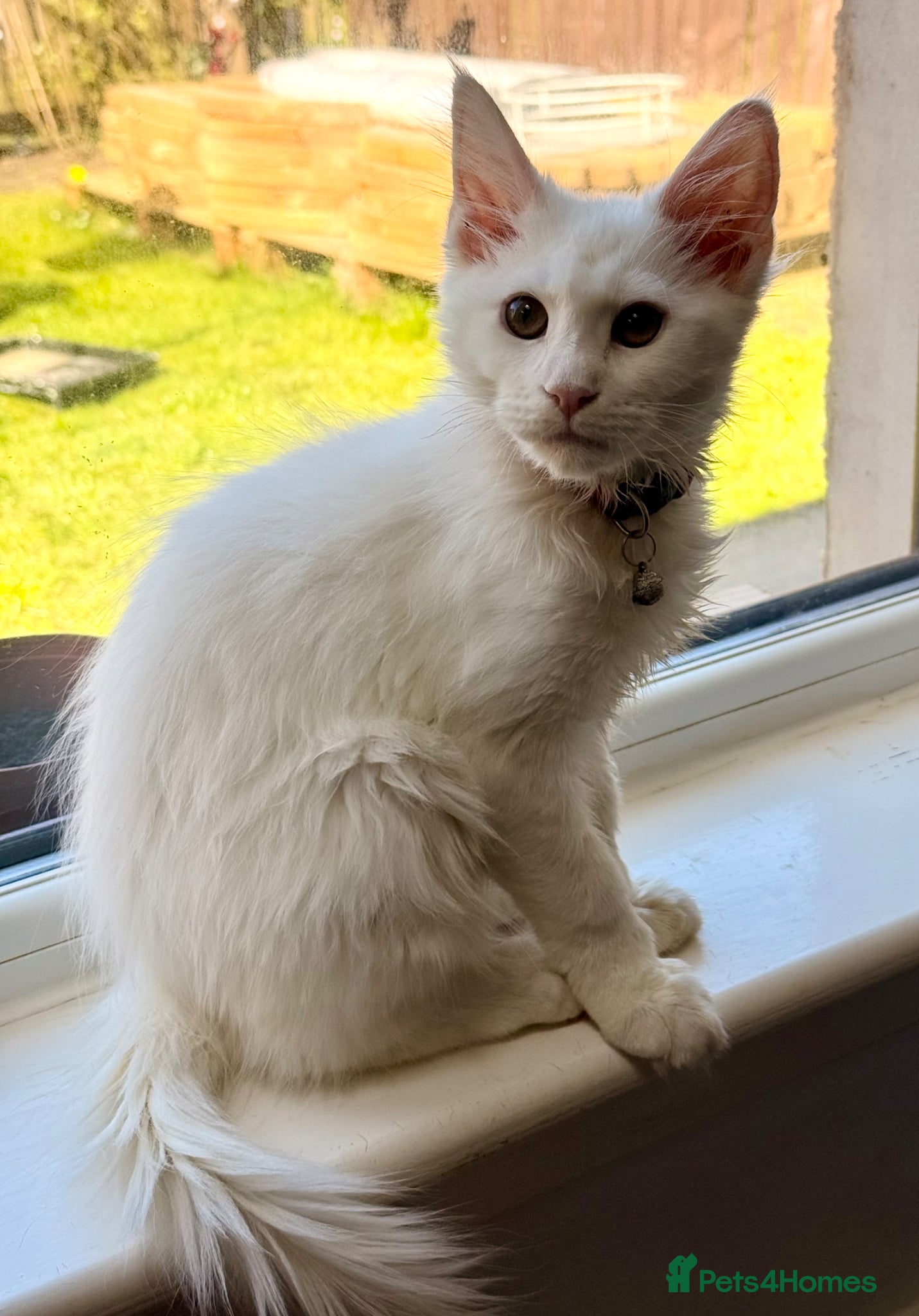 Maine Coon cats Purebred Pedigree XL Maine Coone Angora Kitten - Advert 2