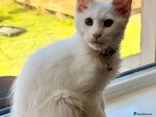 Maine Coon cats Purebred Pedigree XL Maine Coone Angora Kitten - Advert 2