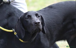 Labrador Retriever dogs for sale: Black lab  - Image 2