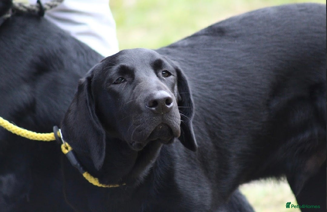 Labrador Retriever dogs for sale: Black lab  - Image 2