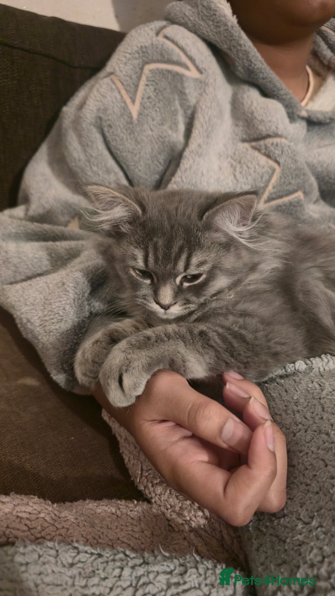 Ragdoll cats for sale: Adorable Ragdoll cross Scottish Straight - Advert 19