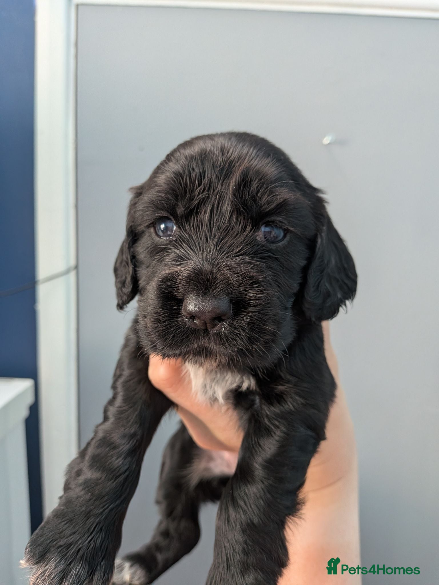 Cocker Spaniel dogs Working Cocker Spaniel pups 1 black girl available - Advert 12