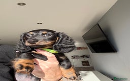 Miniature Dachshund dogs for sale: Pedigree Miniature Dachshund - Image 34