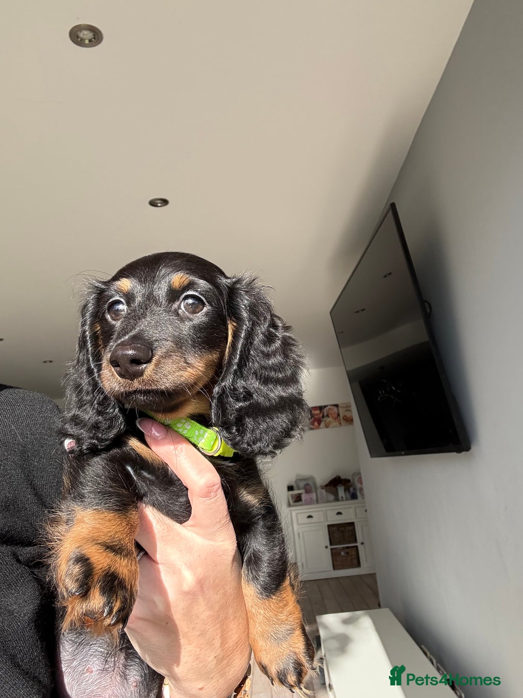 Miniature Dachshund dogs for sale: Pedigree Miniature Dachshund - Image 34
