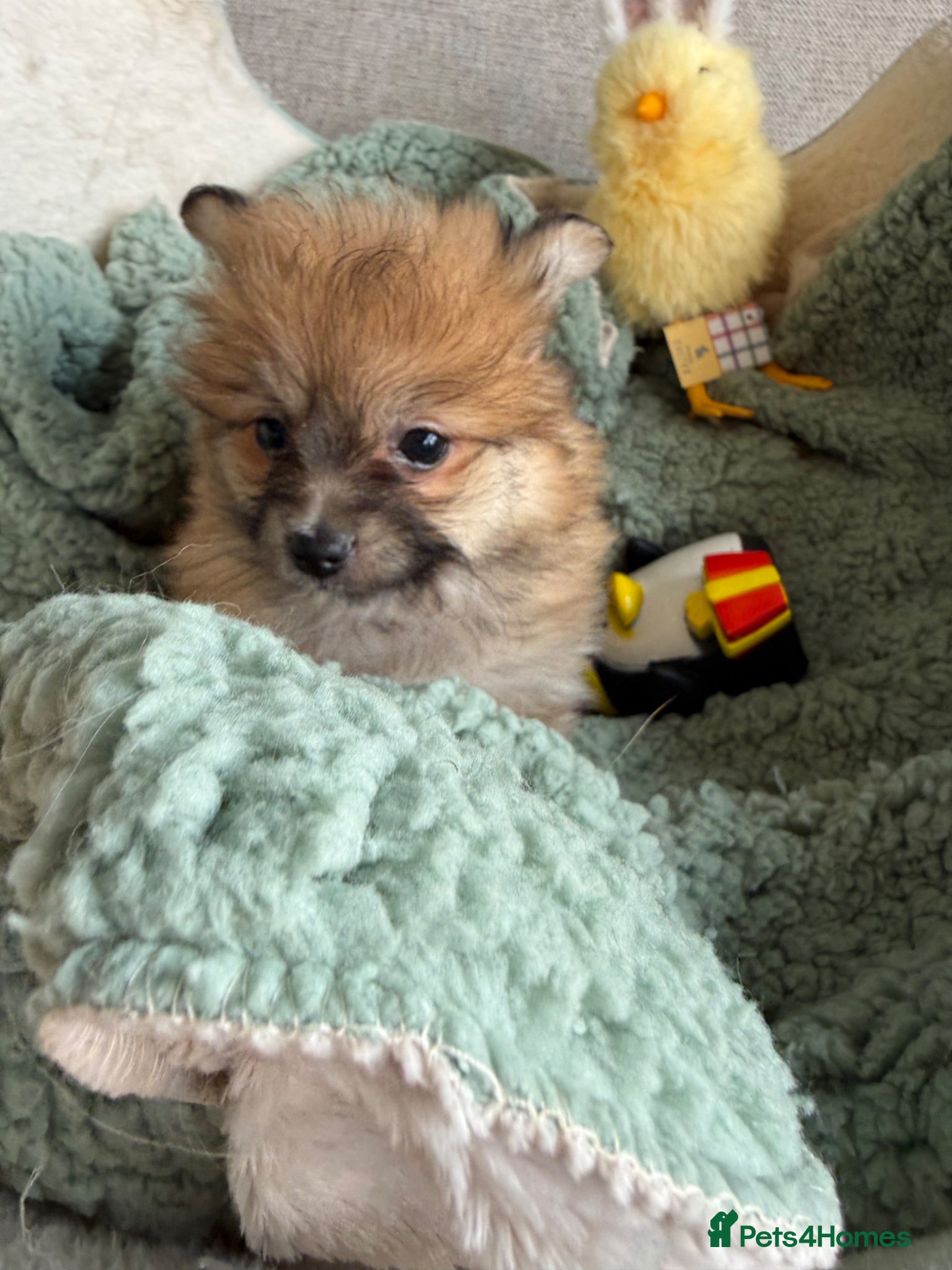 Mixed Breed dogs Rare Shirarian Pomeranian cross health checked  - Advert 2