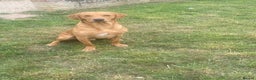Labrador Retriever dogs for stud: Fox red lab stud only  - Advert 4