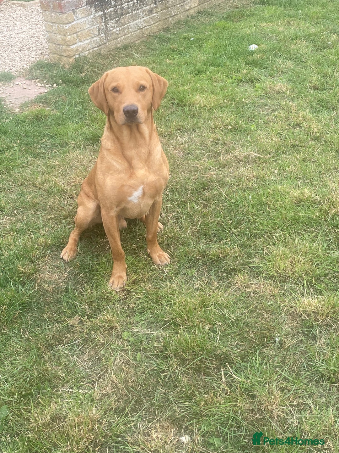 Labrador Retriever dogs for stud: Fox red lab stud only  - Image 4
