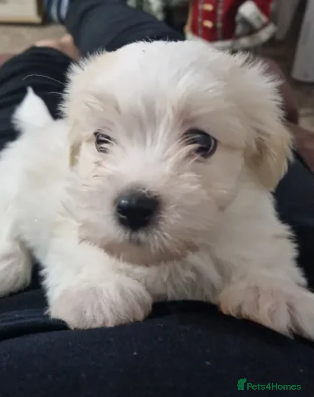 Havanese dogs for sale: The Ultimate Lap Dog – Precious Havanese Puppies  - Advert 4