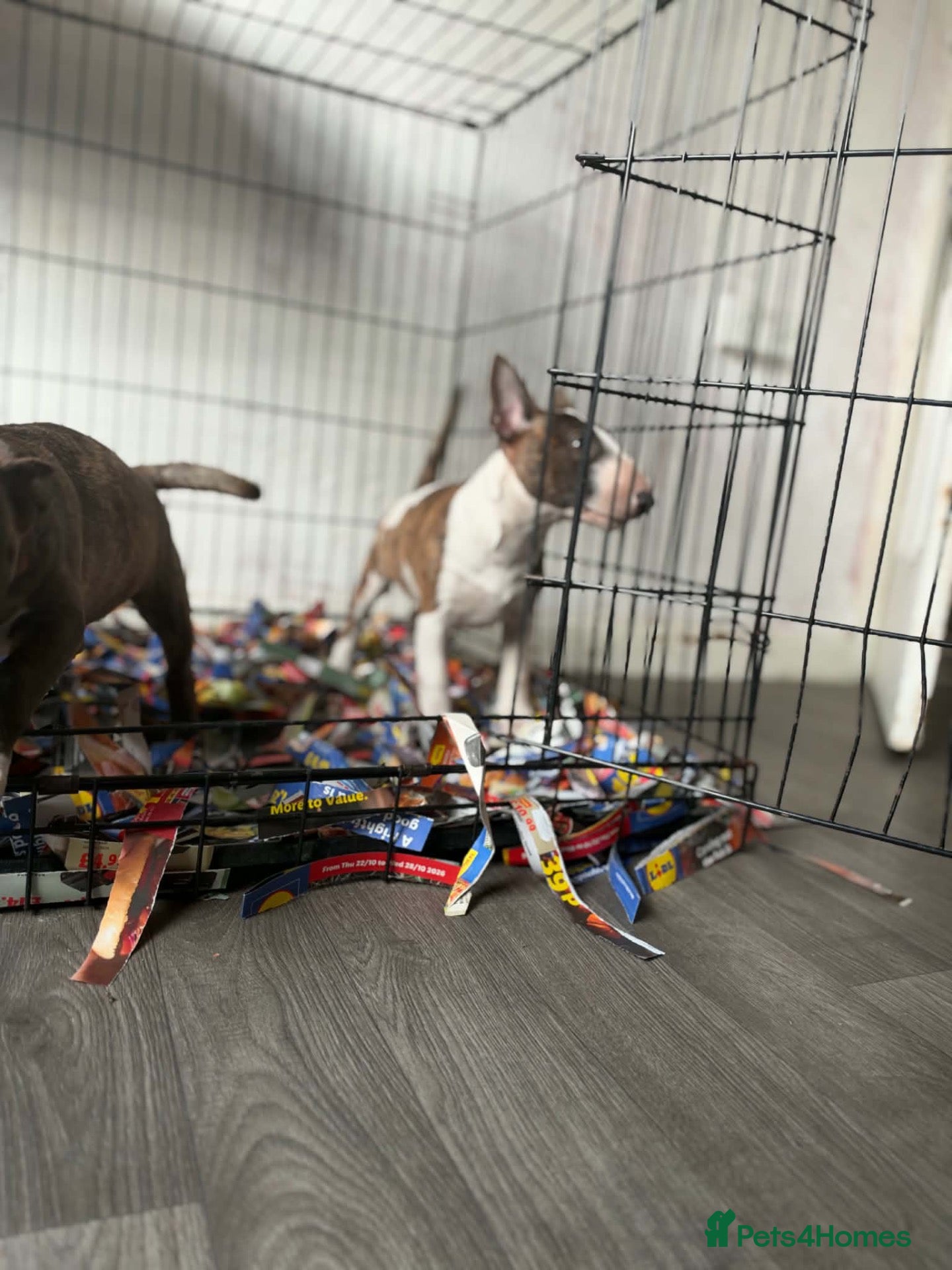 Miniature Bull terrier dogs BULL TERRIER LITTER 3 LEFT🐶 - Advert 2