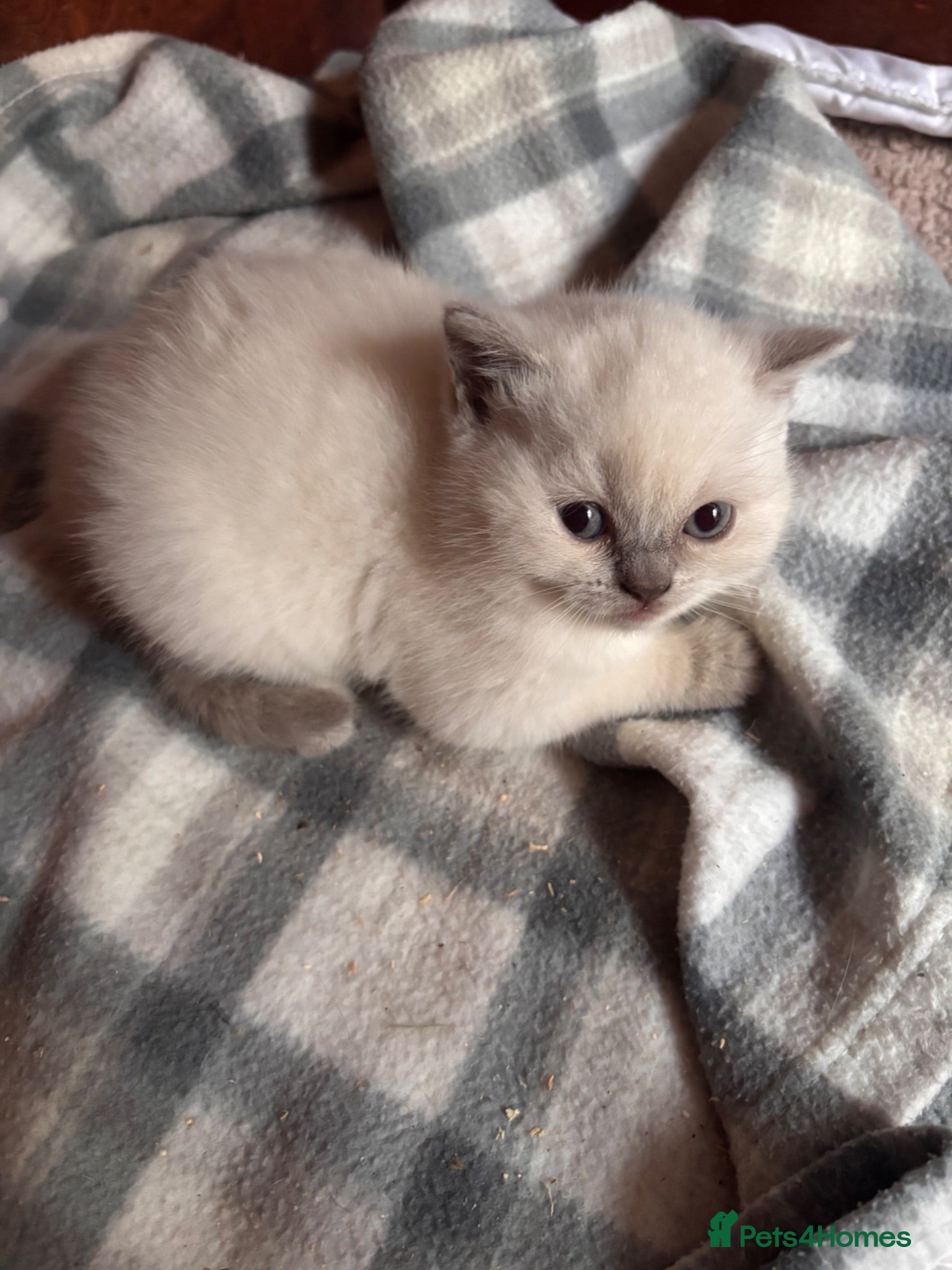 British Shorthair cats GGCF British Shorthair Blue CP female kitten  - Advert 10