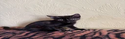 Mixed Breed cats for sale: 4 Beautiful Kittens in Erith - Advert 26