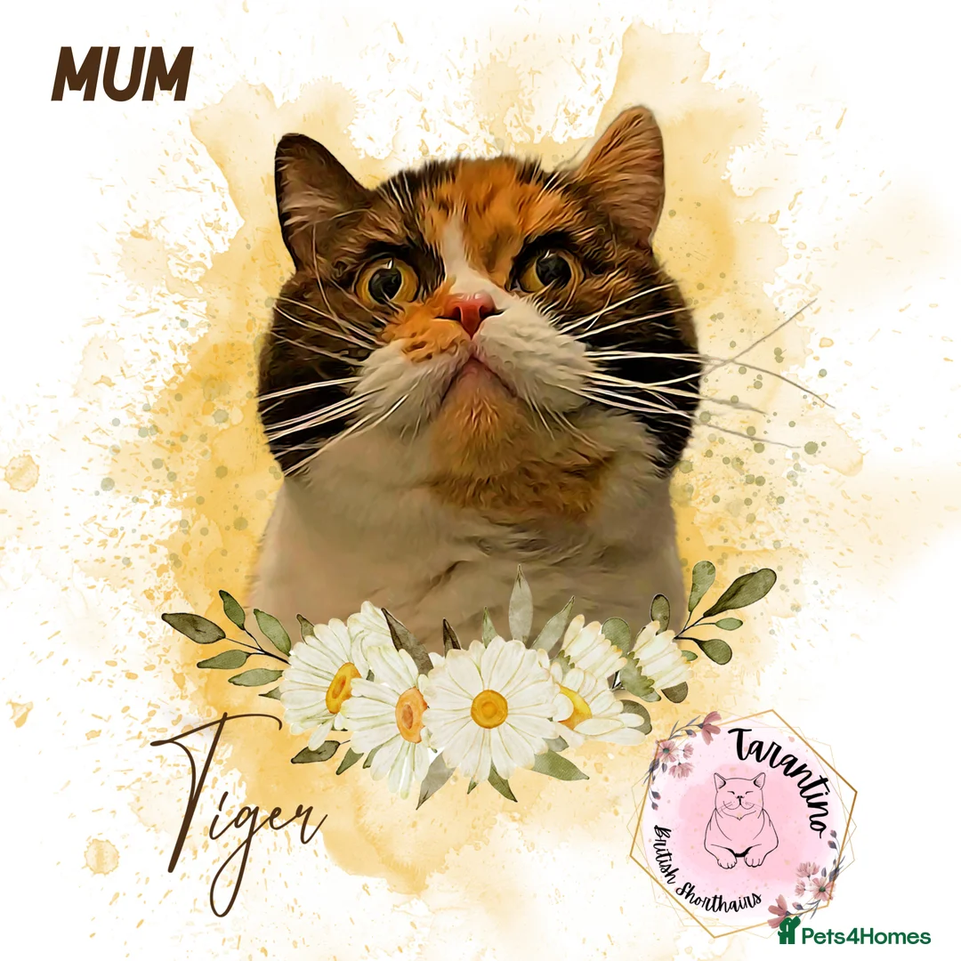 British Shorthair cats for sale: GCCF REGISTERED BRITISH SHORTHAIR KITTENS  - Advert 12