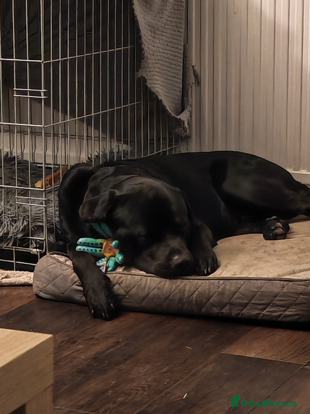 Mixed Breed dogs for stud: Lab X rottie for stud.  - Advert 5