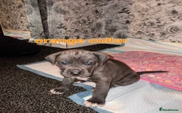 Cane Corso dogs for sale: 4 girls left *PRICE REDUCED* - Image 7