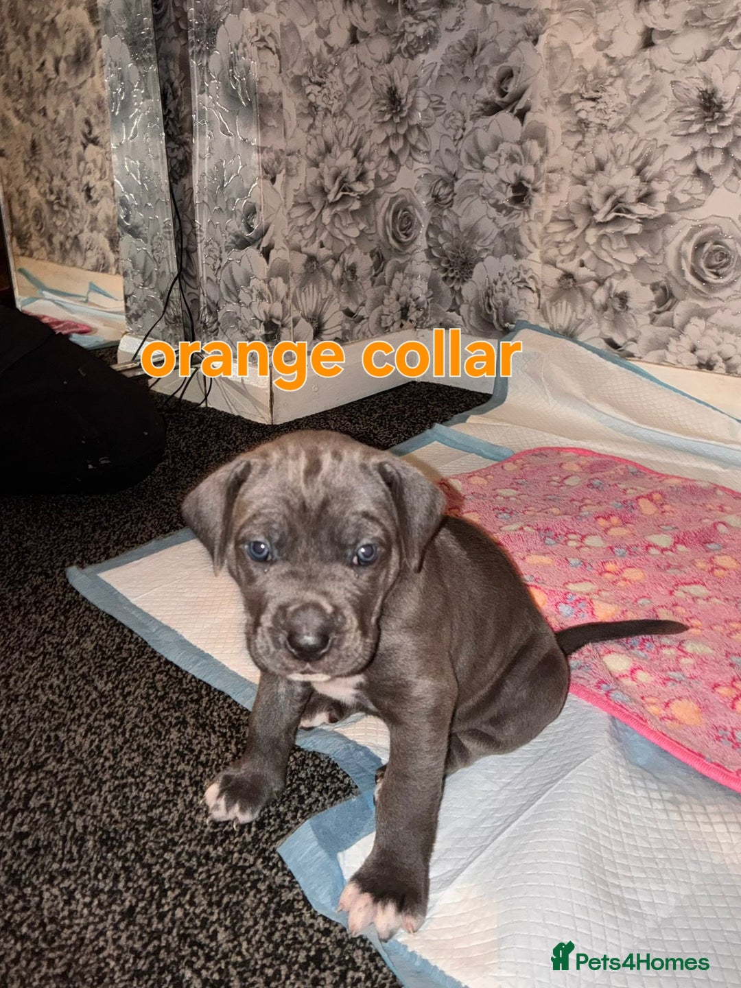 Cane Corso dogs for sale: 4 girls left *PRICE REDUCED* - Image 7