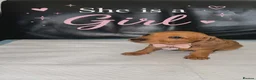 Dachshund dogs for sale: Beautiful dachshund puppies - Advert 2