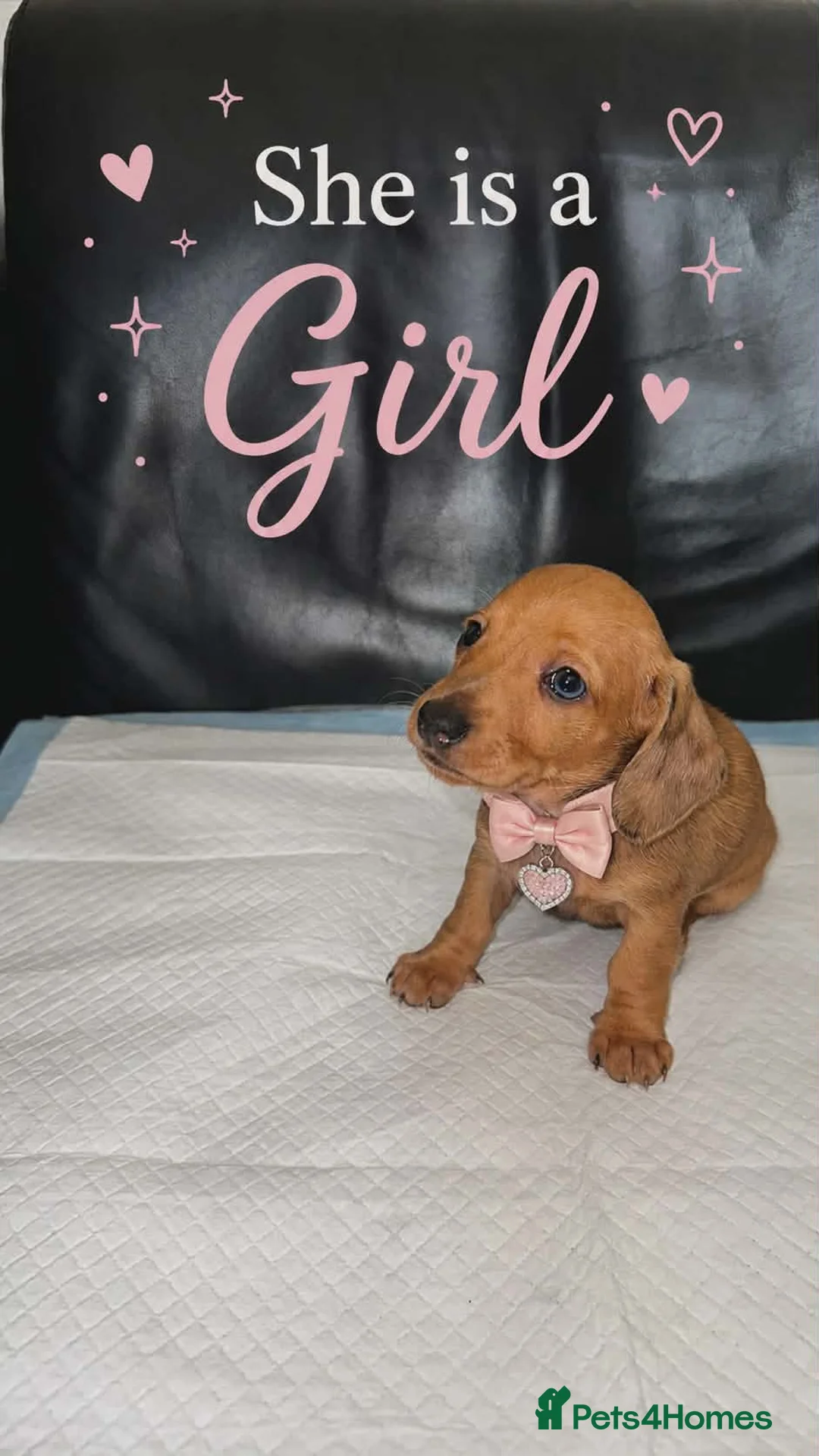 Dachshund dogs for sale: Beautiful dachshund puppies - Advert 2