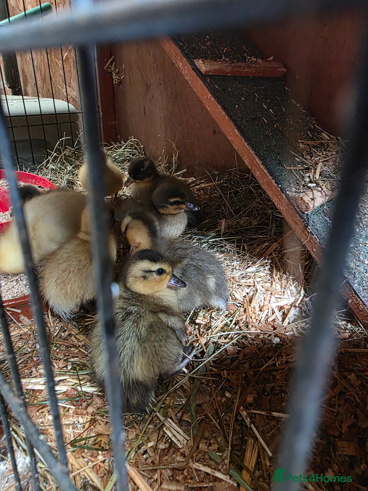 Ducks poultry for sale: Unsexed call ducklings  - Advert 1