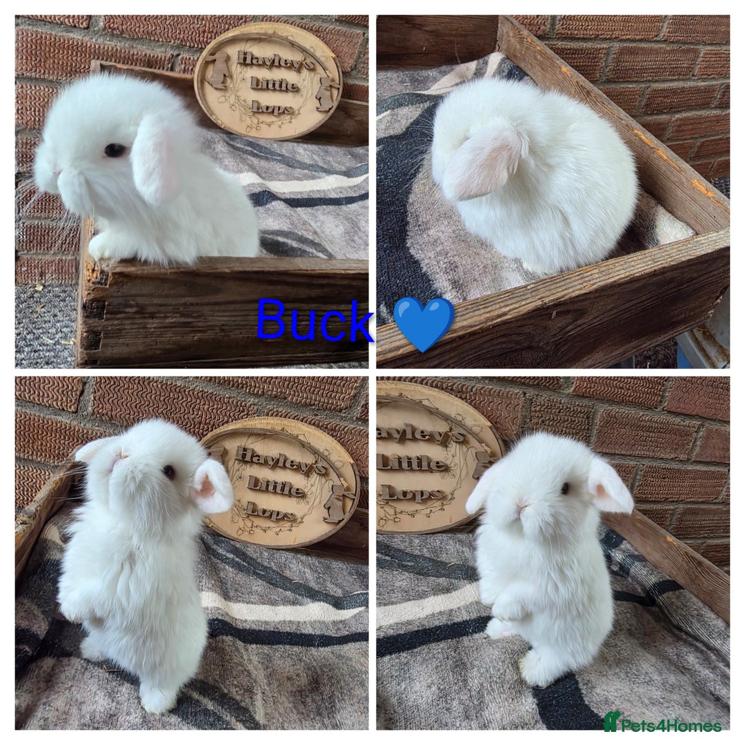 Mini Lop rabbits for sale: Gorgeous pure breed mini lops  - Advert 2