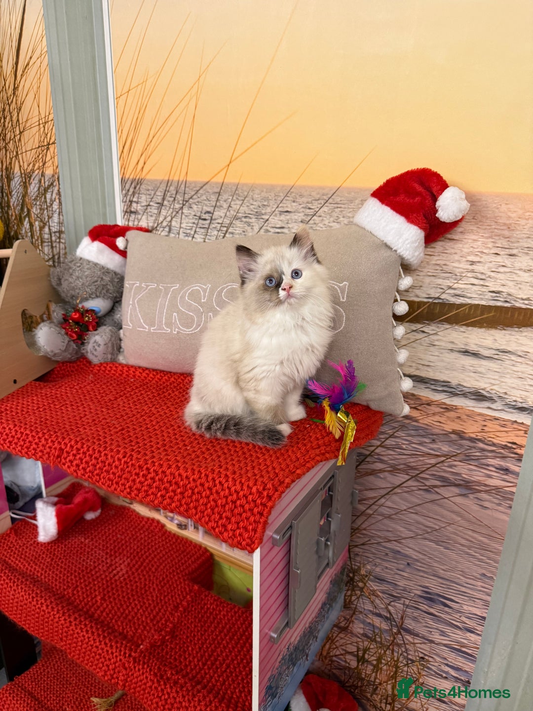 Ragdoll cats for sale: Beautiful Ragdolls kittens  - Advert 5