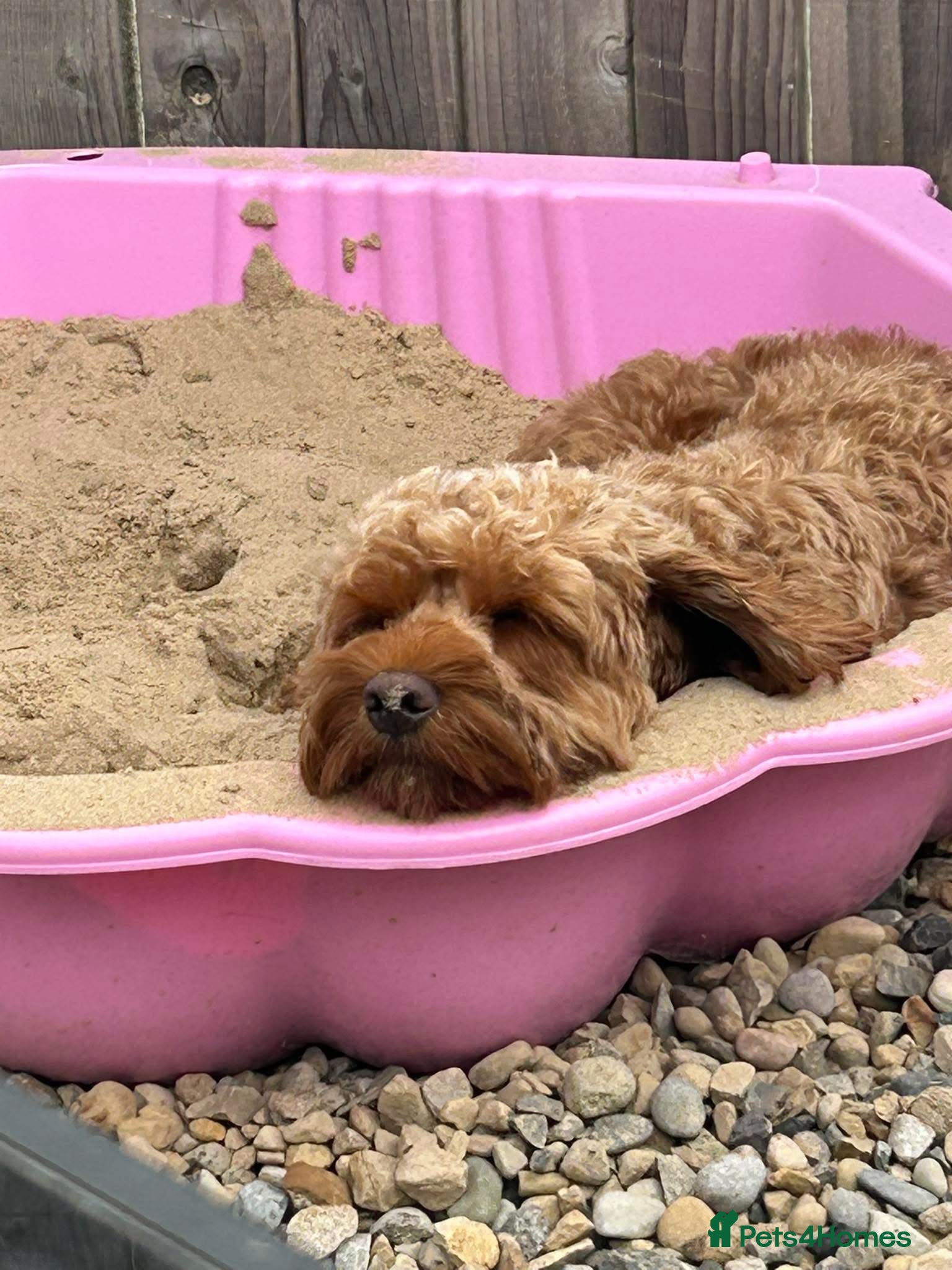 Cavapoo dogs Patch - Advert 1