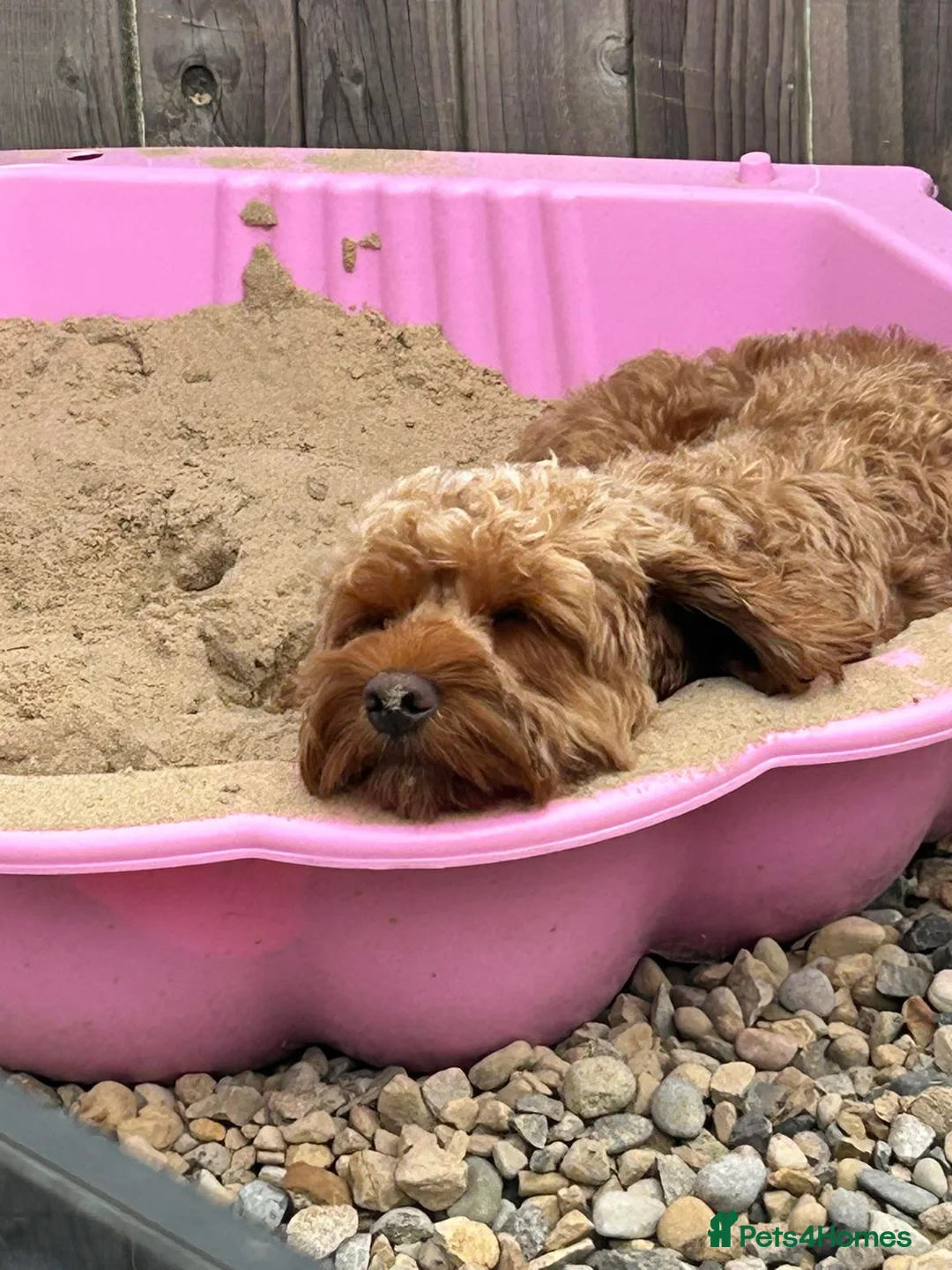 Cavapoo dogs for sale: Patch - Advert 1