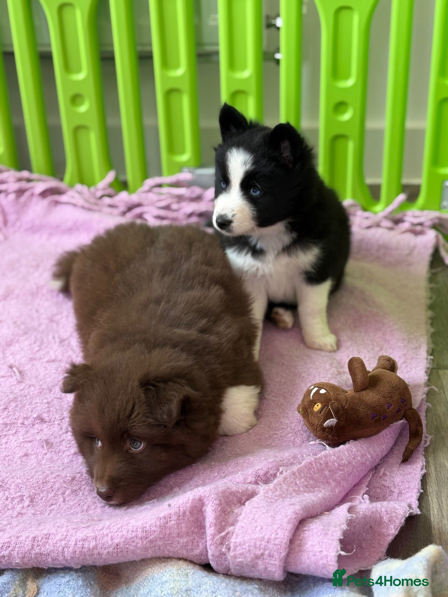 Pomsky dogs 🐾🐶Three Pomsky Babies🐾🐶 - Advert 4