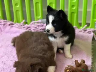 Pomsky dogs 🐾🐶Three Pomsky Babies🐾🐶 - Advert 4