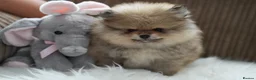 Pomeranian dogs for sale: Four small cute pups  - Advert 5