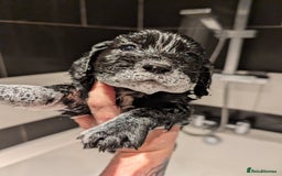 Cocker Spaniel dogs for sale: Stunning Working Cocker Spaniel Girls 🤍 - Advert 4