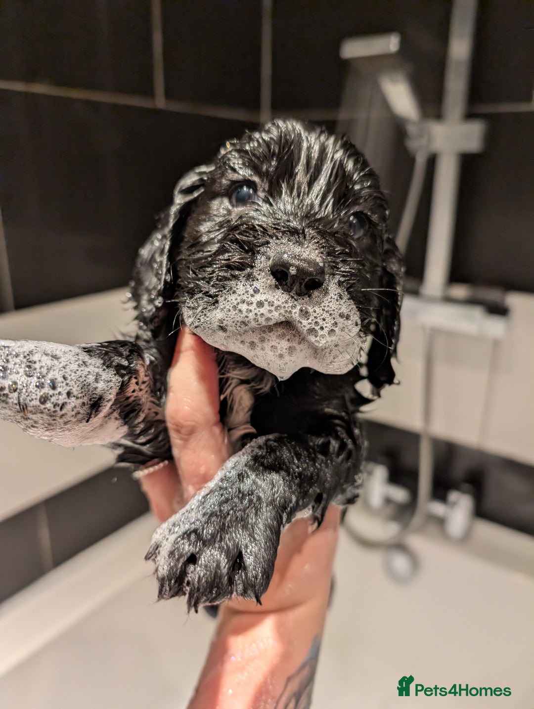 Cocker Spaniel dogs for sale: Stunning Working Cocker Spaniel Girls 🤍 - Advert 4