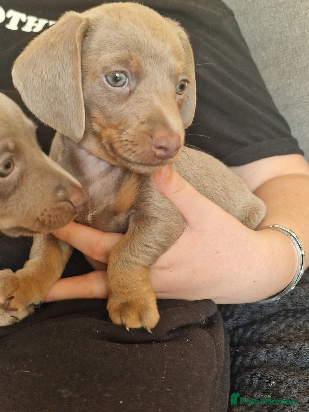 Dachshund dogs for sale: Dachshund puppies for sale - Advert 12
