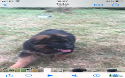 German Shepherd dogs for sale: Beautiful chunky long haired black, tan & red pups - Image 16